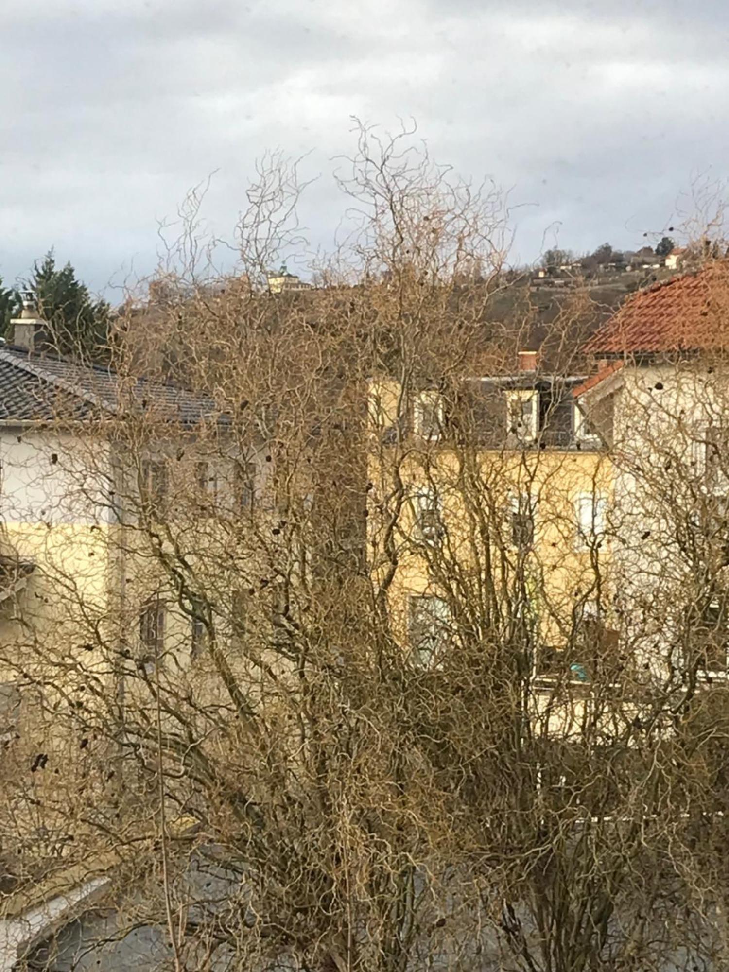 Lenz Apartment Radebeul